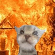 a cat is standing in front of a burning house with fire coming out of it .