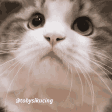 Toby The Cat Nod GIF - Toby The Cat Nod Cute GIFs