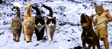 a group of cats walking next to a man with a dog on a chain