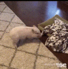 Pig Hrushka GIF - Pig Hrushka Spinning GIFs