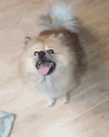 a pomeranian dog with its tongue out standing on a wooden floor