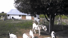 Goat Uses Donkey To Reach Apple Tree GIF - Apple Tree Eat GIFs