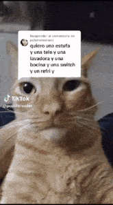 a close up of a cat with a caption that says tiktok @popularender