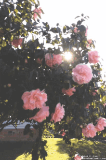 Nap Rózsával GIF - Nap Rózsával GIFs