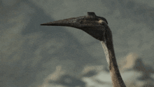 Prehistoric Planet Quetzalcoatlus GIF - Prehistoric Planet Quetzalcoatlus Pterosaur GIFs