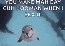 Seal Seals GIF - Seal Seals Smile GIFs
