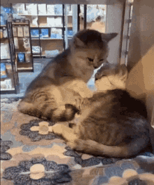 Cat Love GIF - Cat Love Hugs GIFs