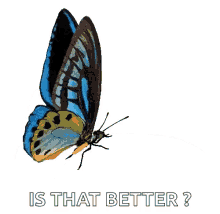 Butterfly Is That Better GIF