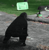 a gorilla wearing a witch hat stands in front of a sign that says witches