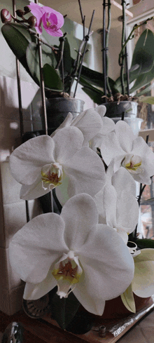 Orchidea GIF - Orchidea GIFs