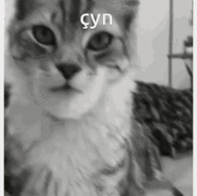 Cat Chad GIF - Cat Chad çyn GIFs