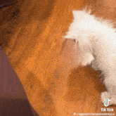 Wisp Kitten GIF - Wisp Kitten Used Napkin GIFs