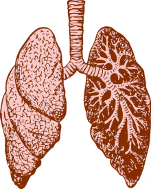 anatomy lungs