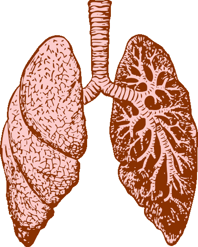 Lungs Anatomy Sticker - Lungs Anatomy Breathing Stickers