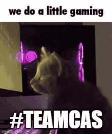 Teamcas We Do A Little Gaming GIF - Teamcas We Do A Little Gaming Gamer Cat GIFs