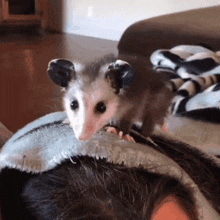 Baby Possum Baby Opossum GIF - Baby Possum Baby Opossum Possum GIFs
