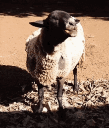 sheep eating animal