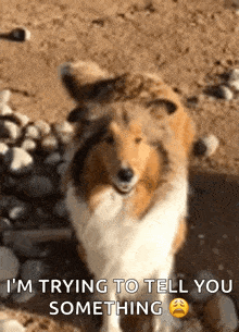 Collie Dog GIF - Collie Dog Cute GIFs