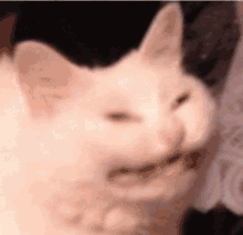 Cat Kitty GIF - Cat Kitty Magical Kat GIFs