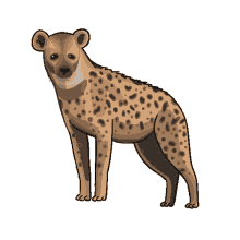 hyena spotted