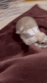 a rabbit is laying on a bed with a red blanket