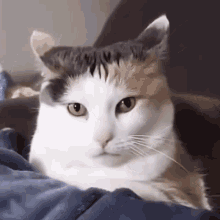 Cat Cats GIF - Cat Cats Chat GIFs