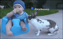 Ffxi Bunny Steals Cookie GIF - Ffxi Bunny Steals Cookie Baby GIFs
