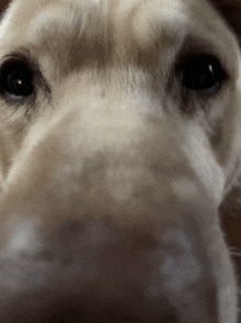 Aurum Whos That Dog Doggy Doggy What Now GIF - Aurum Whos That Dog Aurum Doggy Doggy What Now GIFs