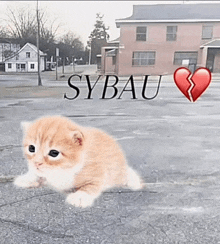 a picture of a kitten and a broken heart with sybau written above it