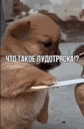 лудотряска GIF