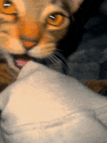 a close up of a cat 's face with a blurred background