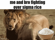 Sigma Rice GIF - Sigma Rice Lion GIFs