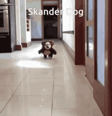 Skander Skander Dog GIF - Skander Skander Dog GIFs