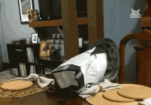 Confused Trapped Cat GIF