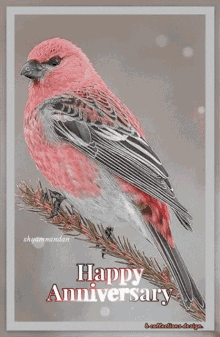 a pink and white bird is sitting on a branch with the words happy anniversary below it