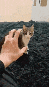 Cat Bite GIF - Cat Bite Hand GIFs