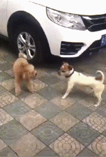 dog fight angry