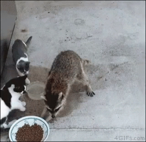  Raccoon sneaking up to a bowl of pet food near cats