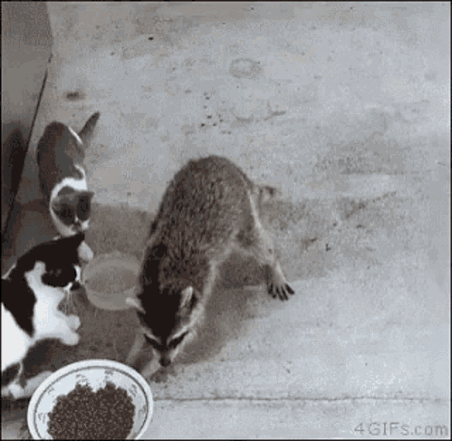 Raccoon Stealing Cat Food GIFs Tenor