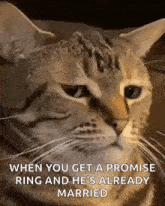 Seriously Seriously Cat GIF