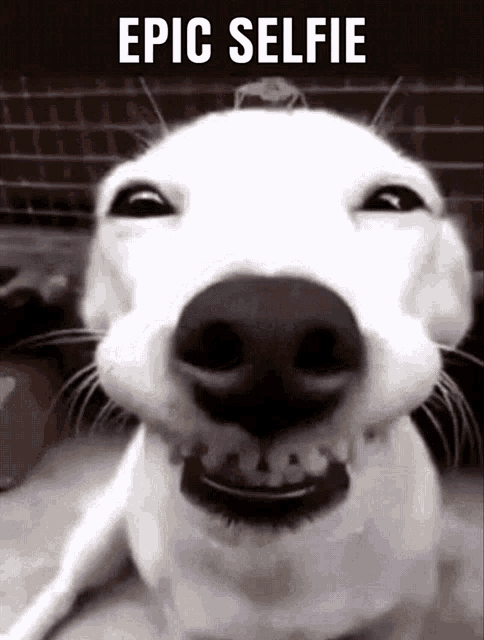 Epic Selfie Funny Dog GIF - Epic Selfie Funny Dog Selfie Dog - Discover &  Share GIFs