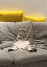 a cat is sitting on a couch with its legs crossed looking at the camera .