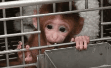 Sad Baby Monkey Smally Monkey GIF - Sad Baby Monkey Smally Monkey Monkey In Cage GIFs