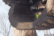 Upvote Raccoon GIF - Upvote Raccoon Animals GIFs