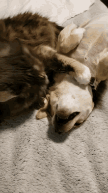 Fighting Like Cats And Dogs Sweet GIF - Fighting Like Cats And Dogs Sweet Cute GIFs
