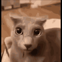 The Particle Launch Away GIF - The Particle Launch Away Cat GIFs