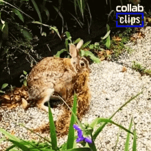 flip lose balance stumbled fell backwards hare