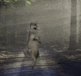 Wolf Dance Dance Wolf GIF - Wolf Dance Dance Wolf Silly Wolf GIFs