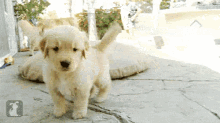 Golden Retriever Attack GIF - Golden Retriever Attack Puppy GIFs