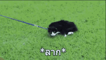 ลาก GIF - Cat Leash Pulled GIFs